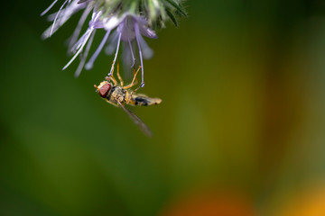 Schwebefliege am Strohhalm