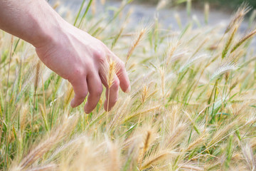 Hand touches wheat. Agriculture. A farmer walks across the field. Wheat field. Cereal plants. Male hand gently touches the ear of the plant.