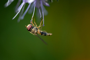 Schwebefliege am Strohhalm