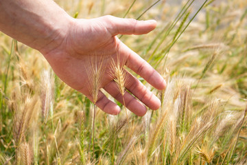Hand touches wheat. Agriculture. A farmer walks across the field. Wheat field. Cereal plants. Male hand gently touches the ear of the plant.