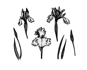 Set of black and white bold hand drawn illustrations of iris plant - flower, stem, leaf, bud.