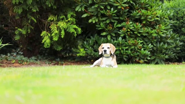 sweet tricolor beagle dog in a garden