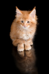 Fototapeta premium red kitten Maine Coon on a black background