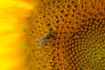 Bee collects nectar from a sunflower.Bee and sunflower