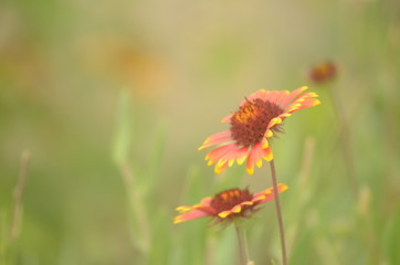 Birds on flowers in the garden