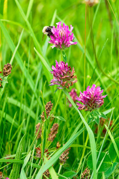 Close up of a trio of Red Clover wildflowers and a Bumblebee
