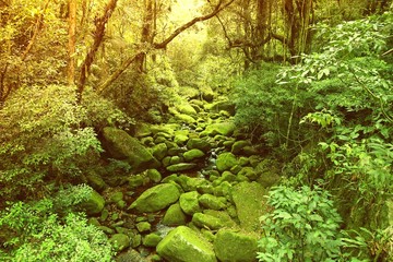 Brazil rainforest