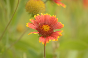 Birds on flowers in the garden