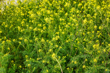 Small yellow wildflowers. Background.