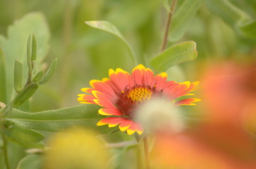 Birds on flowers in the garden