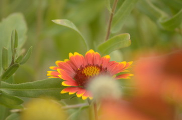 Birds on flowers in the garden