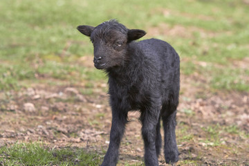 New born black ouessant sheep