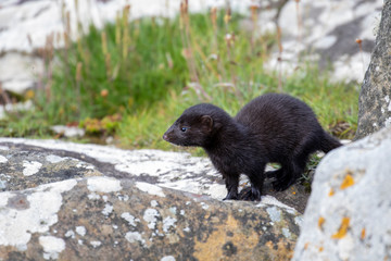 American mink, Neovison vison, mustelid close up portraits of behaviour besides grass and coastal stones during summer in July, Scotland.