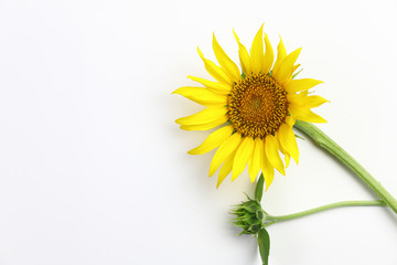 Yellows flowers in the garden,sunflowers, Sunflower isolated on white background