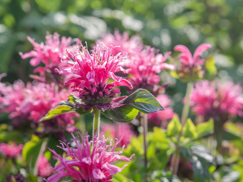 Crimson beebalm (Monarda didyma) Balmy Pink, also a source of antiseptic thymol, blooming in a summer garden