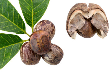 Rubber seeds (Hevea brasiliensis) and rubber leaves isolated on white background.