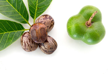 Rubber seeds (Hevea brasiliensis) and rubber leaves isolated on white background.