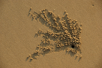 crab sand balls. male crab lays out beautiful patterns of sand balls near its mink. female crab chooses the most beautiful pattern and its creator