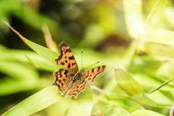 Small Tortoiseshell Butterfly in close up