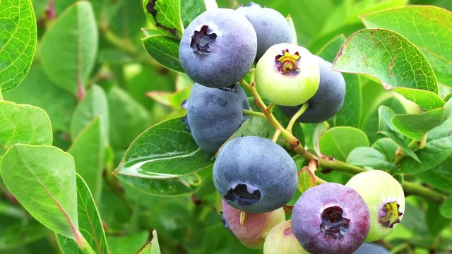 Fresh organic heathberries ripen on the branch
