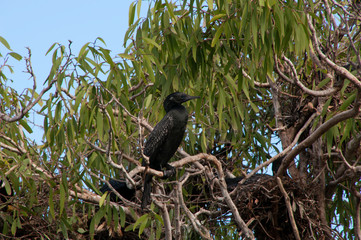 Sydney Australia, Phalacrocorax sulcirostris also known as the little black cormorant
