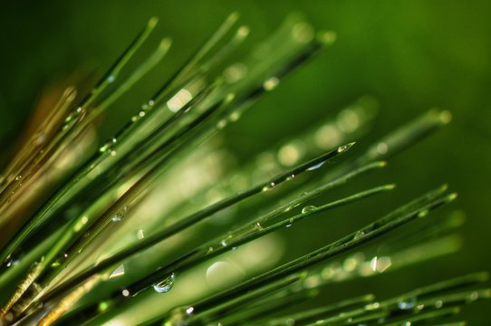 pine - Powered by Adobe