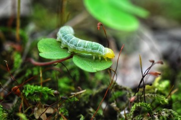 caterpillar