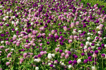 Sydney Australia, field of globe amaranth flowers native to Brazil, Panama, and Guatemala.
