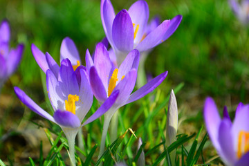 Spring background awakening, flowers of crocuses on meadow in spring