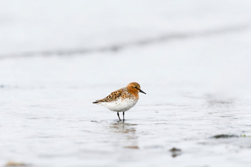 トウネン夏羽(Red-necked Stint)
