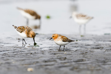 トウネン夏羽(Red-necked Stint)