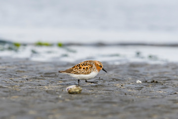 トウネン夏羽(Red-necked Stint)