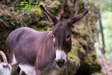 Donkey in the woods