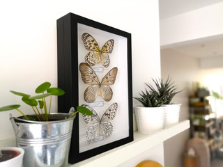 White floating shelf with framed taxidermy butterflies display and small houseplants in a black and white interior