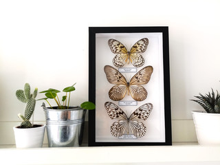White floating shelf with framed taxidermy butterflies display and small houseplants in a black and white interior