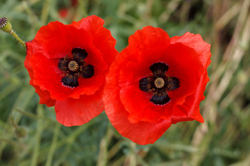 red poppy flowers as two eyes in a flower bed