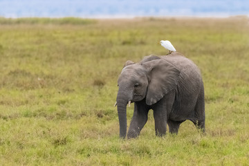 Fototapeta na wymiar Western cattle egret on the back on an baby elephant in Africa, funny animals in the savannah