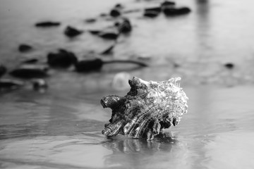 Beach Scenic view with shells