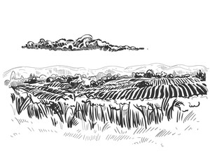 Detailed hand drawn ink black and white illustration of field, tree. sketch. Vector eps 8