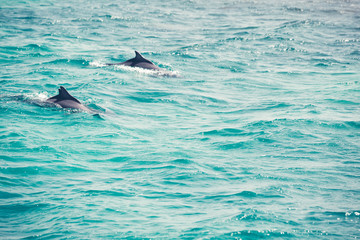 Blue sea water with wild dolphins