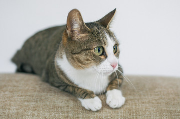 gato a rayas, animal domestico