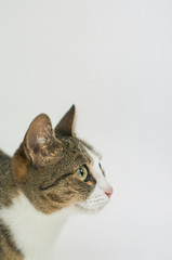 gato a rayas, animal domestico