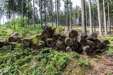 Wald mit Wegen und Bäumen zur Erholung