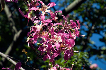 Sydney Australia, flower head of a ceiba speciosa or floss silk tree in the sunshine