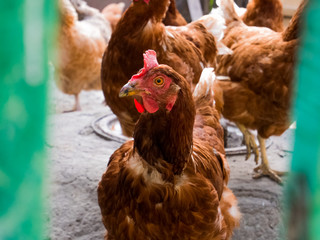 beautiful colorful rooster with red scallop is walking in the farm