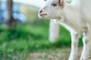 Obraz premium goat on the farm