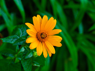 orange beautiful flower