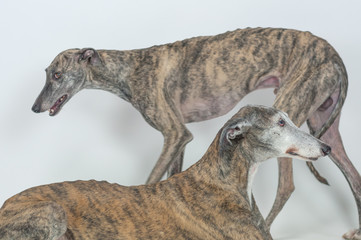 dos perros grandes, animal domestico