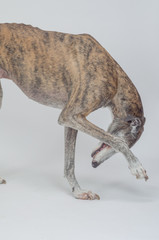 perro grande, animal raza galgo