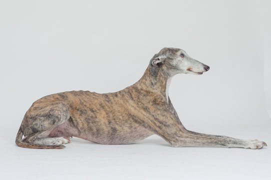 perro grande, animal raza galgo
